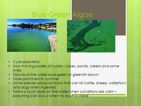 Blue Green Algae Cyanobacteria Slow moving bodies of water – Lakes, ponds, creeks and some rivers Discolours the water blue-green or greenish brown More.
