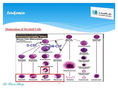 Leukemia Maturation of Myeloid Cells Dr. Rania Alhady.