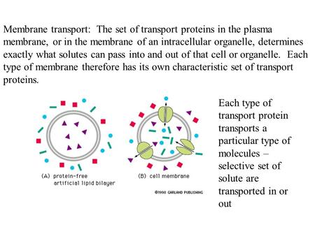 Membrane transport: The set of transport proteins in the plasma membrane, or in the membrane of an intracellular organelle, determines exactly what solutes.