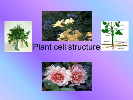 Plant cell structure. Plant cell organelles Cell Membrane Nucleus Cytoplasm Mitochondria Golgi Complex Ribosomes.