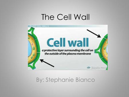 The Cell Wall By: Stephanie Bianco. Where is it found? Cell walls are found in: – Plants – Bacteria – Algae – Fungi – Some archaea Animals and protozoa.