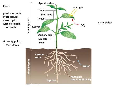 Apical bud Node Leaves Internode Axillary bud Branch Stem Shoot system Root system Lateral roots Sunlight CO 2 Water Taproot Nutrients (such as N, P, K)