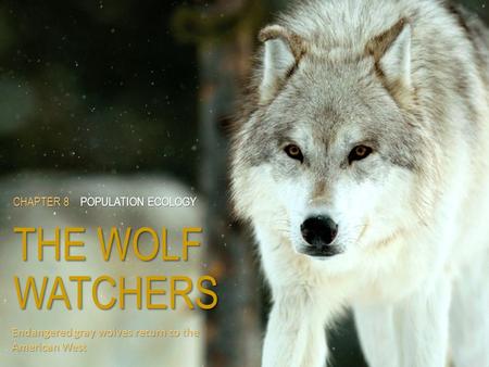 CHAPTER 8POPULATION ECOLOGY THE WOLF WATCHERS CHAPTER 8 POPULATION ECOLOGY THE WOLF WATCHERS Endangered gray wolves return to the American West.