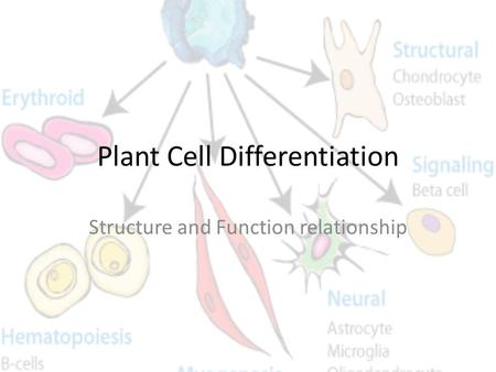 Plant Cell Differentiation Structure and Function relationship.