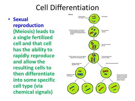 Cell Differentiation Sexual reproduction (Meiosis) leads to a single fertilized cell and that cell has the ability to rapidly reproduce and allow the resulting.