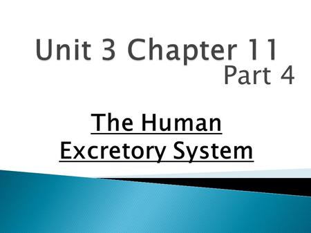 The Human Excretory System