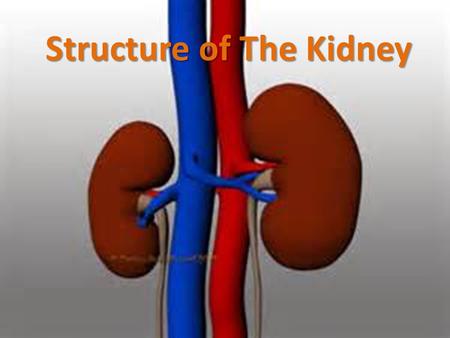 Structure of The Kidney