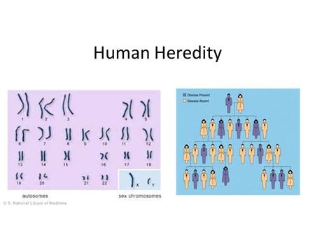 Human Heredity.