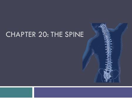 Chapter 20: The Spine.