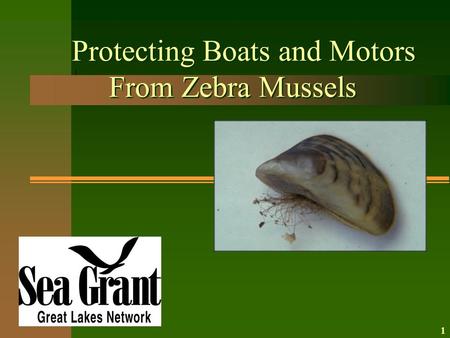 Protecting Boats and Motors From Zebra Mussels