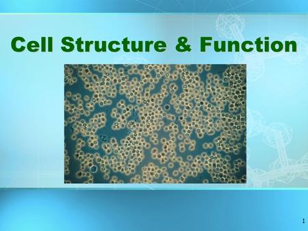 1 Cell Structure & Function 2 Basic Structure of a Cell.