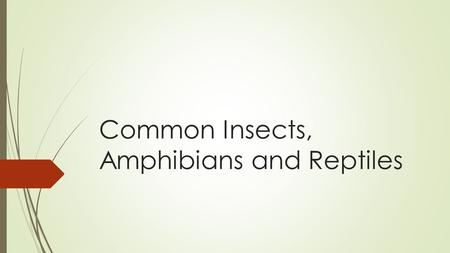 Common Insects, Amphibians and Reptiles. Insects: Dragonflies  They feed on mosquitoes, midges, black flies, and other small insects.  Dragonflies use.