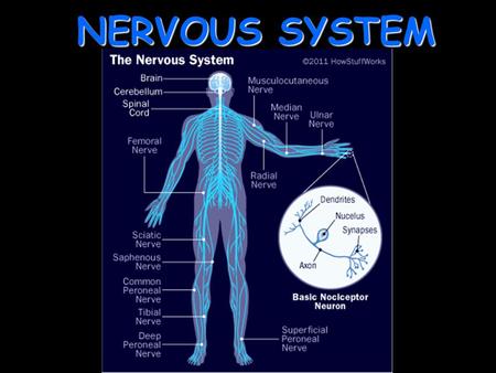 NERVOUS SYSTEM.