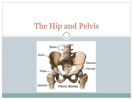 The Hip and Pelvis.