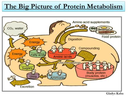 The Big Picture of Protein Metabolism Gladys Kaba.