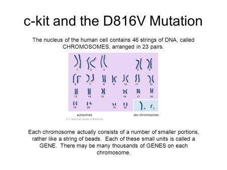 C-kit and the D816V Mutation The nucleus of the human cell contains 46 strings of DNA, called CHROMOSOMES, arranged in 23 pairs. Each chromosome actually.