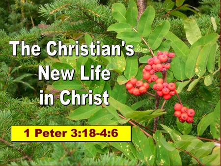The Christian's New Life in Christ 1 Peter 3:18-4:6.