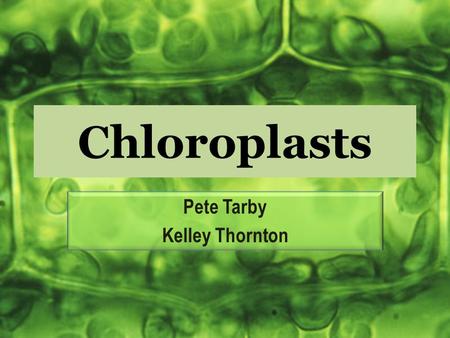Chloroplasts Pete Tarby Kelley Thornton. Chloroplasts kloros - green plastos - formed Endosymbiosis Theory - Came from Prokaryotes Only Found in Plant.