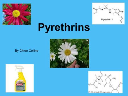 Pyrethrins By Chloe Collins. Background Information Pyrethrum is a mixture of several different compounds called pyrethrins and cinerins. Pyrethrum was.