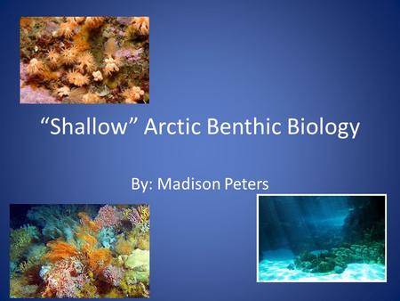 “Shallow” Arctic Benthic Biology By: Madison Peters.