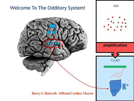 Welcome To The Odditory System! Harry I. Haircell: Official Cochlea Mascot K+K+ AIR FLUID amplification.