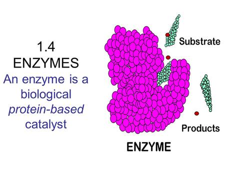 1.4 ENZYMES An enzyme is a biological protein-based catalyst