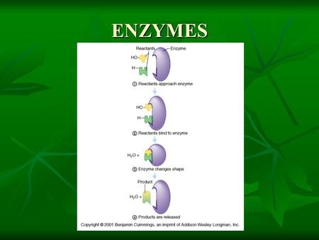 ENZYMES ENZYME STRUCTURE ENZYME Enzymes are proteins that speed up chemical reactions. (catalyst) Enzymes are proteins that speed up chemical reactions.
