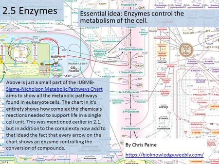 Essential idea: Enzymes control the metabolism of the cell.