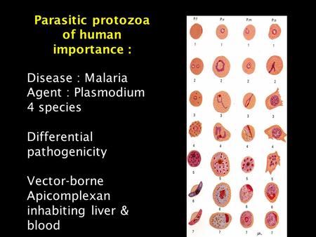 Parasitic protozoa of human importance : Disease : Malaria Agent : Plasmodium 4 species Differential pathogenicity Vector-borne Apicomplexan inhabiting.