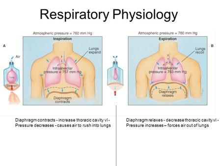 Respiratory Physiology Diaphragm contracts - increase thoracic cavity vl - Pressure decreases - causes air to rush into lungs Diaphragm relaxes - decrease.