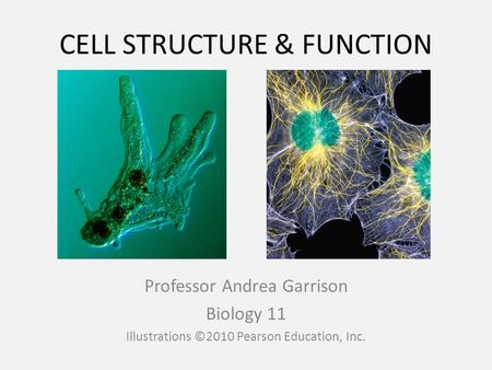 CELL STRUCTURE & FUNCTION Professor Andrea Garrison Biology 11 Illustrations ©2010 Pearson Education, Inc.