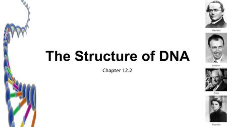 The Structure of DNA Mendel Watson Chapter 12.2 Crick Franklin.