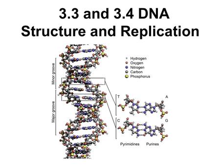 3.3 and 3.4 DNA Structure and Replication