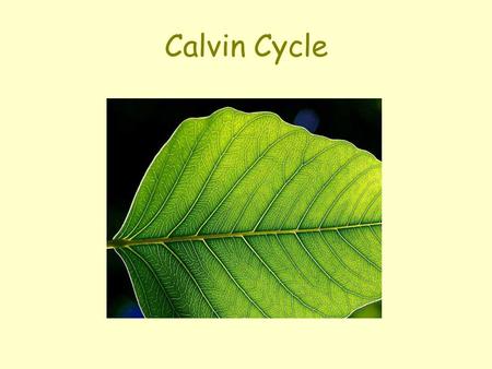 Calvin Cycle. Characteristics of Calvin Cycle Similar to KC because starting material is regeneratedSimilar to KC because starting material is regenerated.