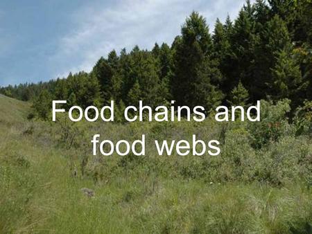 Food chains and food webs We Are Learning To… …use words correctly to describe feeding relationships between animals and plants. …show how energy flows.