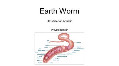 Earth Worm Classification Annelid By Max Rankin. General Information Annelids are found in water and damp places on land. There are 2700 different kinds.