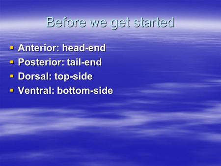 Before we get started  Anterior: head-end  Posterior: tail-end  Dorsal: top-side  Ventral: bottom-side.