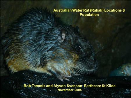 Australian Water Rat (Rakali) Locations & Population