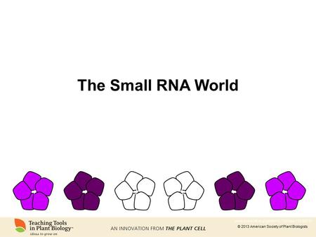 The Small RNA World www.plantcell.org/cgi/doi/10.1105/tpc.110.tt0210.