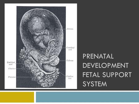 PRENATAL DEVELOPMENT FETAL SUPPORT SYSTEM. OBJECTIVES You will be able to:  Identify and describe the fetal support system  Analyze the interdependence.