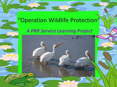 “Operation Wildlife Protection” A PRR Service Learning Project.