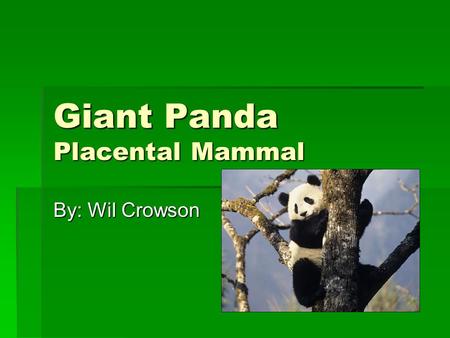 Giant Panda Placental Mammal