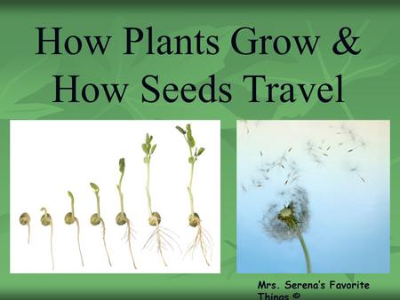 How Plants Grow & How Seeds Travel