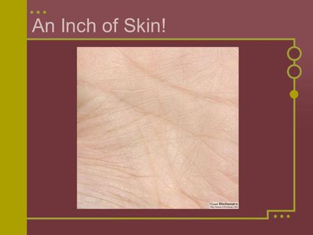 An Inch of Skin!. What do you think you’d find in one square inch of human skin? Write down a list of all the things that you think you might find. Think.