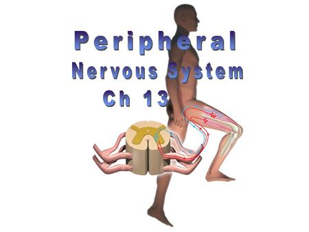 Peripheral Nervous System Ch 13.