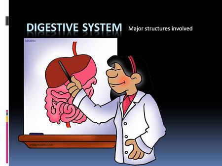 Major structures involved. STRUCTURES  MAIN ORGANS  Mouth  Pharynx  Esophagus  Stomach  Small Intestine  DUODENUM  JEJUNUM  ILEUM  Large Intestine/Colon.