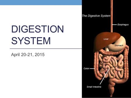 DIGESTION SYSTEM April 20-21, 2015. Functions 1. Ingestion (intake of food) 2. Digestion (physical and chemical break down of food) 3. Absorption (passage.