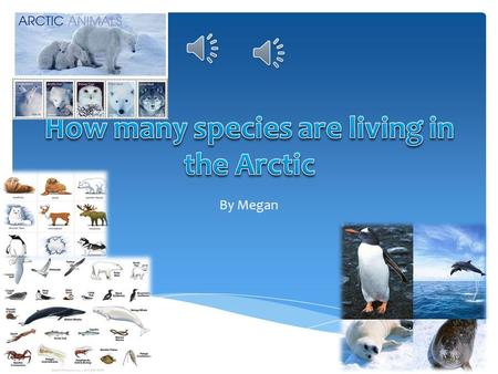 By Megan  This is my Introduction to my paragraph.  I know about animals living in the arctic and how many there are. I think that there are many animals.