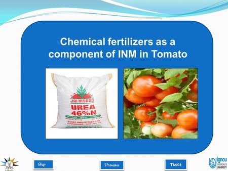 Chemical fertilizers as a component of INM in Tomato