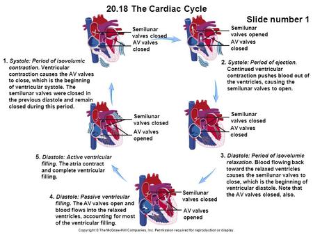 20.18 The Cardiac Cycle Slide number 1 Copyright © The McGraw-Hill Companies, Inc. Permission required for reproduction or display. AV valves opened Semilunar.